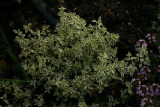 Thymus vulgaris 'Silver Posie' RCP6-2010 086.jpg